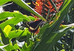Papilio scamander
