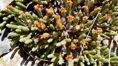 Kelleria villosa