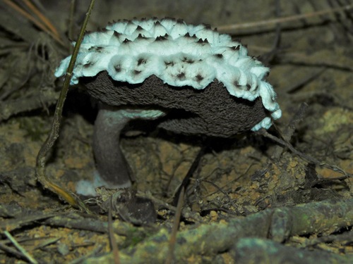 Old Man of the Woods