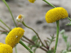 Oncosiphon grandiflorus