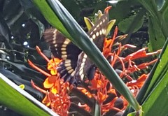 Papilio scamander