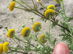 Oncosiphon grandiflorus