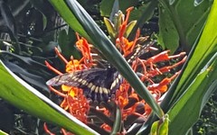 Papilio scamander