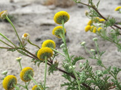 Oncosiphon grandiflorus