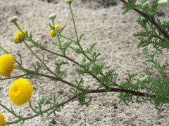 Oncosiphon grandiflorus