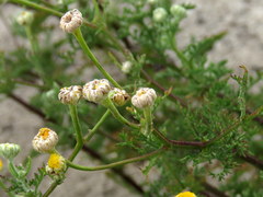 Oncosiphon grandiflorus