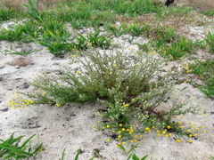 Oncosiphon grandiflorus