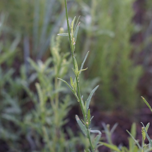 Image of Oenothera podocarpa by (c) Andrew Tree, some rights reserved (CC BY)