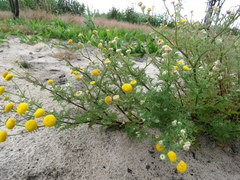 Oncosiphon grandiflorus