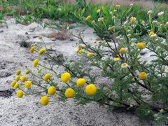 Oncosiphon grandiflorus