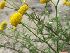 Oncosiphon grandiflorus