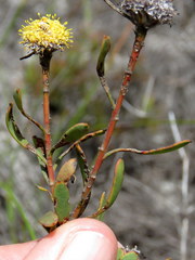 Leucadendron cinereum