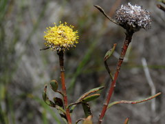 Leucadendron cinereum