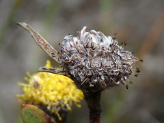 Leucadendron cinereum