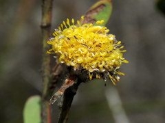 Leucadendron cinereum