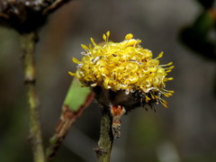 Leucadendron cinereum