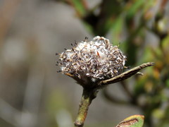 Leucadendron cinereum