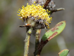 Leucadendron cinereum