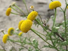 Oncosiphon grandiflorus