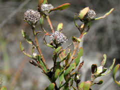 Leucadendron cinereum