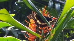 Papilio scamander