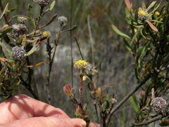 Leucadendron cinereum