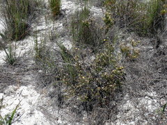 Leucadendron cinereum