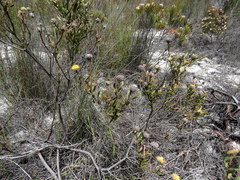 Leucadendron cinereum