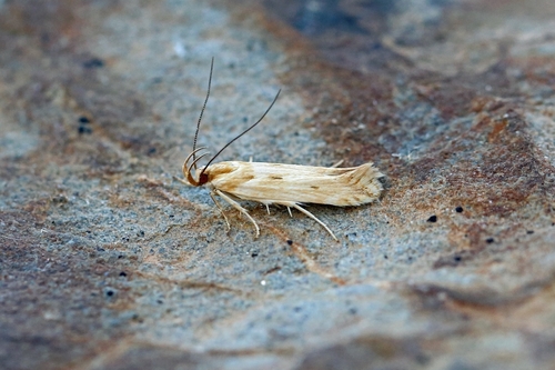 Stomopteryx detersella