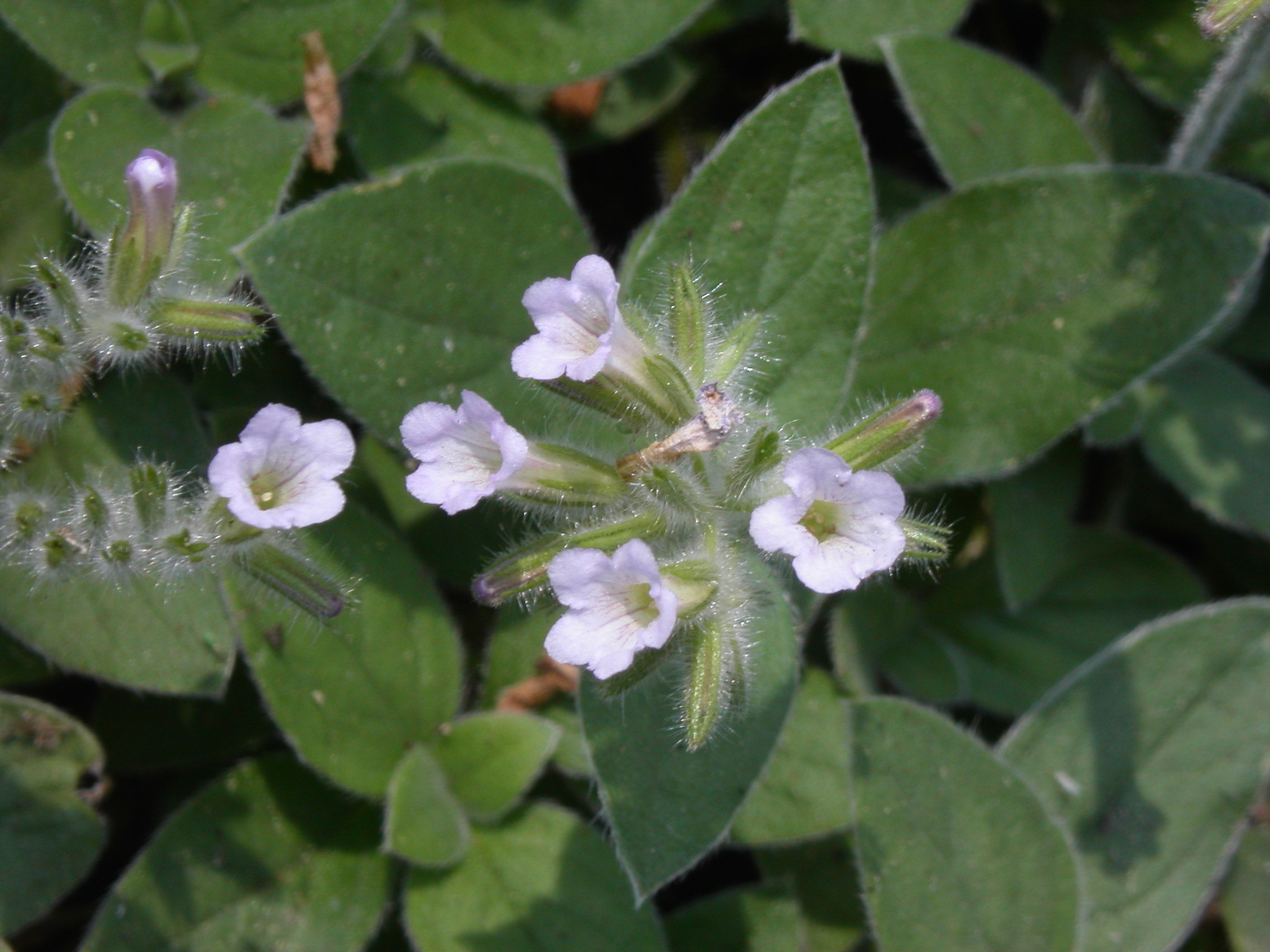 Draperia systyla
