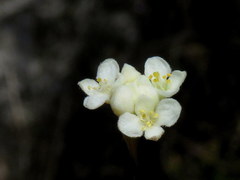 Lachnaea capitata