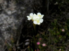 Lachnaea capitata