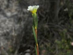Lachnaea capitata