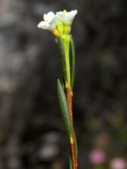 Lachnaea capitata