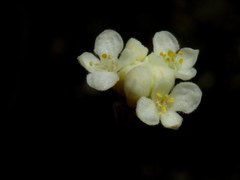 Lachnaea capitata