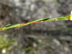 Lachnaea capitata