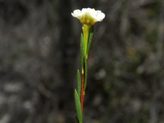 Lachnaea capitata