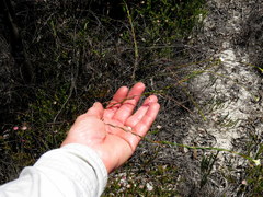 Lachnaea capitata