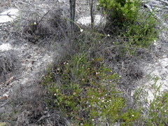 Lachnaea capitata