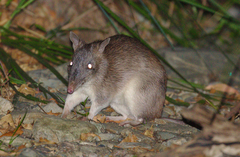 Long-Nosed Bandicoot photo 4