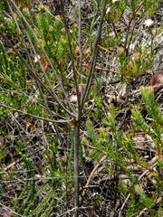 Lachnaea capitata