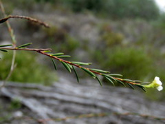 Lachnaea capitata