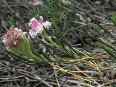 Serruria linearis
