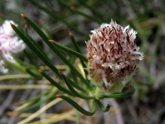 Serruria linearis