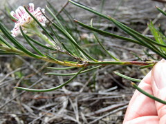 Serruria linearis