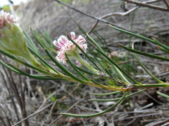Serruria linearis