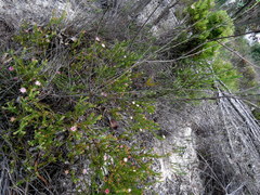 Lachnaea capitata