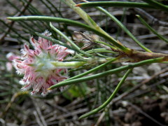 Serruria linearis