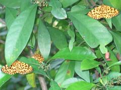 Epobeidia tigrata tigrata