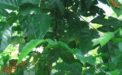 Epobeidia tigrata tigrata